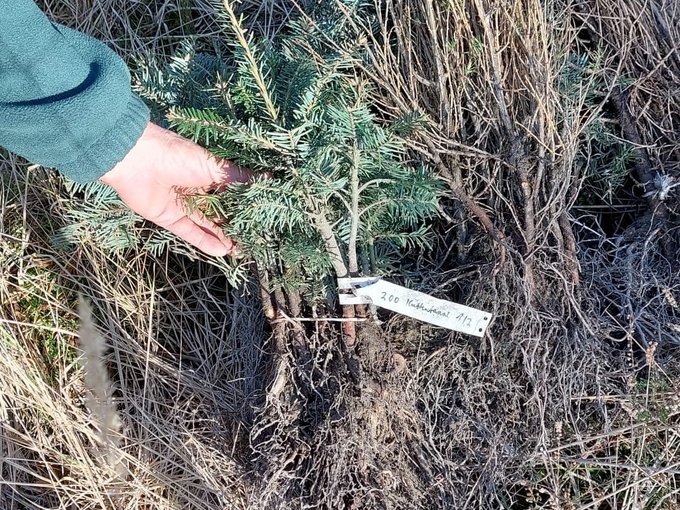 Baumpflanzaktion Januar 2024 in Großräschen