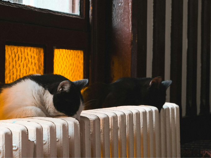 Zwei Katzen liegen auf einem Heizkörper vor einer Tür mit warm beleuchtetem Glas.